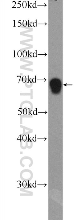 ZNF668 Rabbit anti-Human, Polyclonal, Proteintech 150 &mu;L; Unconjugated:Antibodies,