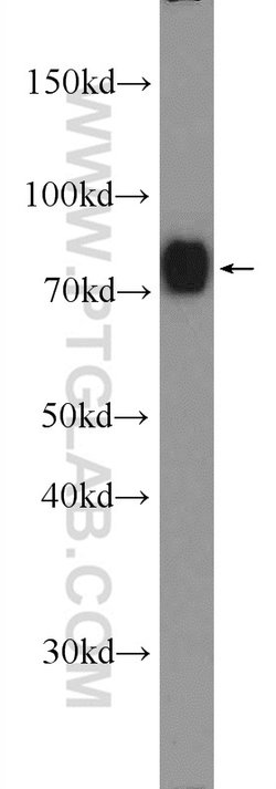 GGA1 Rabbit anti-Human, Mouse, Rat, Polyclonal, Proteintech:Antibodies:Primary
