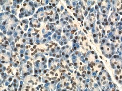 API5 Rabbit anti-Human, Mouse, Polyclonal, Proteintech 150 &mu;L; Unconjugated:Antibodies,