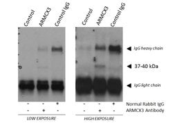 ARMCX3 Rabbit anti-Human, Mouse, Polyclonal, Proteintech:Antibodies:Primary