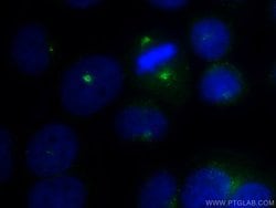 AZI1 Rabbit anti-Human, Mouse, Polyclonal, Proteintech:Antibodies:Primary