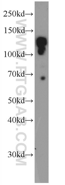AZI1 Rabbit anti-Human, Mouse, Polyclonal, Proteintech:Antibodies:Primary