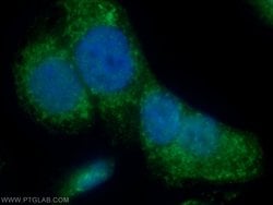 IQCK Rabbit anti-Human, Mouse, Polyclonal, Proteintech 150 &mu;L; Unconjugated:Antibodies,