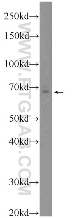 RAPH1 Rabbit anti-Human, Polyclonal, Proteintech 20 &mu;L | Buy Online | Proteintech | Fisher Scientific