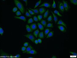 COX20 Rabbit anti-Human, Polyclonal, Proteintech:Antibodies:Primary Antibodies