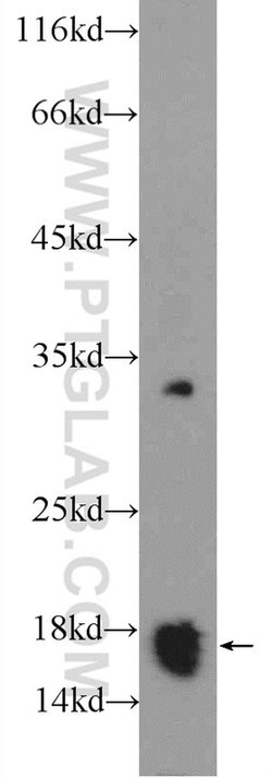 COX20 Rabbit anti-Human, Polyclonal, Proteintech:Antibodies:Primary Antibodies