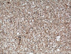 C9orf72 Rabbit anti-Human, Mouse, Polyclonal, Proteintech:Antibodies:Primary