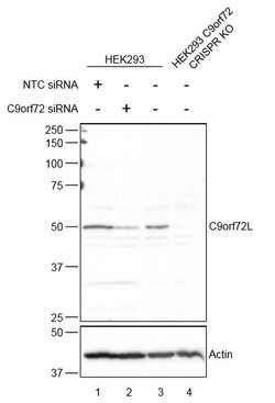 C9orf72 Rabbit anti-Human, Mouse, Polyclonal, Proteintech:Antibodies:Primary