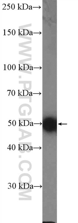 C9orf72 Rabbit anti-Human, Mouse, Polyclonal, Proteintech:Antibodies:Primary