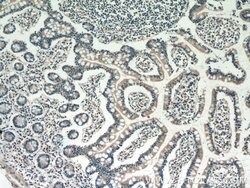 DEFB121 Rabbit anti-Human, Polyclonal, Proteintech 150 &mu;L; Unconjugated:Antibodies,