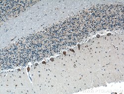 LRP2BP Rabbit anti-Human, Rat, Polyclonal, Proteintech 150 &mu;L; Unconjugated:Antibodies,