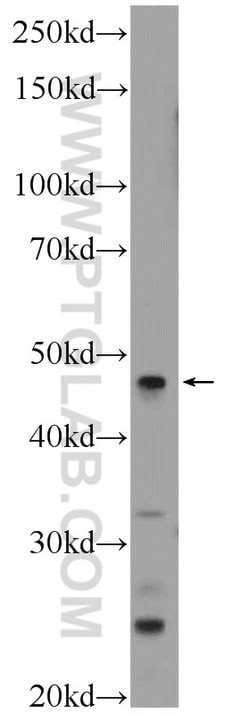 LRP2BP Rabbit anti-Human, Rat, Polyclonal, Proteintech 150 &mu;L; Unconjugated:Antibodies,