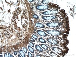 RMND5B Rabbit anti-Human, Polyclonal, Proteintech 150 &mu;L; Unconjugated:Antibodies,