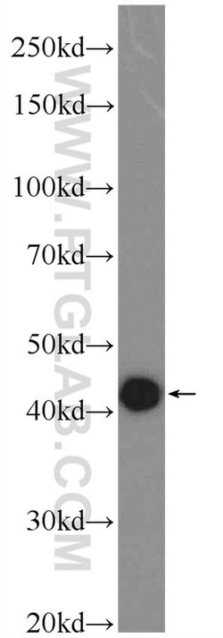 RMND5B Rabbit anti-Human, Polyclonal, Proteintech 150 &mu;L; Unconjugated:Antibodies,