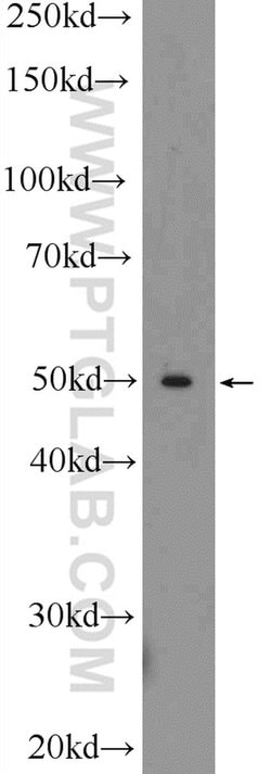 TOM1 Rabbit anti-Human, Mouse, Polyclonal, Proteintech