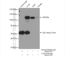 c-Cbl Rabbit anti-Human, Mouse, Polyclonal, Proteintech:Antibodies:Primary