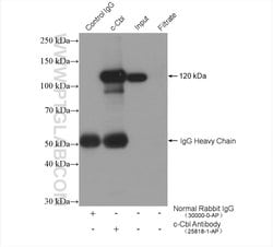 c-Cbl Rabbit anti-Human, Mouse, Polyclonal, Proteintech:Antibodies:Primary