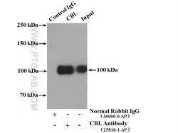 c-Cbl Rabbit anti-Human, Mouse, Polyclonal, Proteintech:Antibodies:Primary