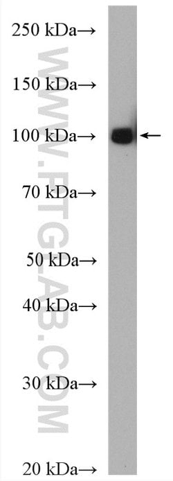 c-Cbl Rabbit anti-Human, Mouse, Polyclonal, Proteintech:Antibodies:Primary