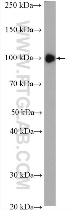 c-Cbl Rabbit anti-Human, Mouse, Polyclonal, Proteintech:Antibodies:Primary