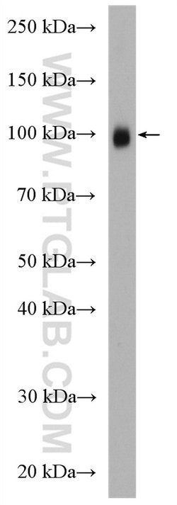 c-Cbl Rabbit anti-Human, Mouse, Polyclonal, Proteintech:Antibodies:Primary