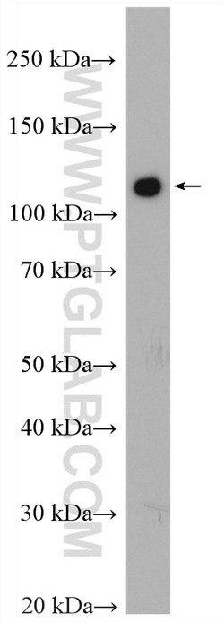 c-Cbl Rabbit anti-Human, Mouse, Polyclonal, Proteintech:Antibodies:Primary