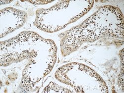 RGSL1 Rabbit anti-Human, Mouse, Polyclonal, Proteintech 150 &mu;L; Unconjugated:Antibodies,