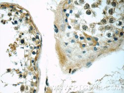 RGSL1 Rabbit anti-Human, Mouse, Polyclonal, Proteintech 150 &mu;L; Unconjugated:Antibodies,