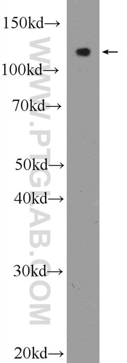 RGSL1 Rabbit anti-Human, Mouse, Polyclonal, Proteintech 150 &mu;L; Unconjugated:Antibodies,