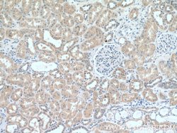 RAB11FIP3 Rabbit anti-Human, Mouse, Rat, Polyclonal, Proteintech:Antibodies:Primary