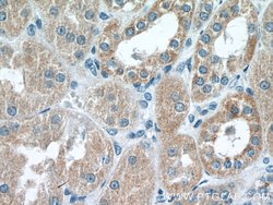 RAB11FIP3 Rabbit anti-Human, Mouse, Rat, Polyclonal, Proteintech:Antibodies:Primary