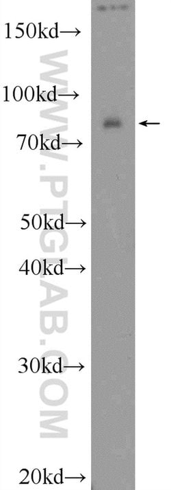 RAB11FIP3 Rabbit anti-Human, Mouse, Rat, Polyclonal, Proteintech:Antibodies:Primary