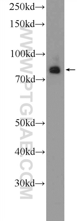 RAB11FIP3 Rabbit anti-Human, Mouse, Rat, Polyclonal, Proteintech:Antibodies:Primary