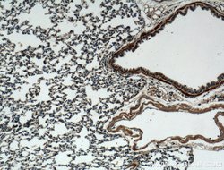 DECR2 Rabbit anti-Human, Mouse, Polyclonal, Proteintech 150 &mu;L; Unconjugated:Antibodies,