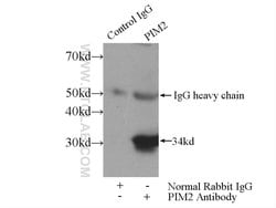 PIM2 Rabbit anti-Human, Polyclonal, Proteintech:Antibodies:Primary Antibodies
