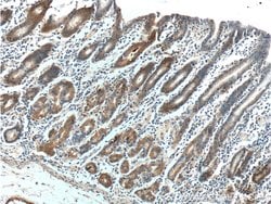 LIPF Rabbit anti-Human, Polyclonal, Proteintech 150 &mu;L; Unconjugated:Antibodies,