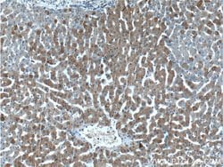 LIPF Rabbit anti-Human, Polyclonal, Proteintech 150 &mu;L; Unconjugated:Antibodies,