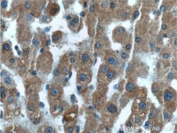 LIPF Rabbit anti-Human, Polyclonal, Proteintech 150 &mu;L; Unconjugated:Antibodies,