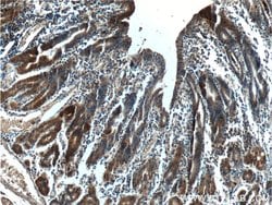LIPF Rabbit anti-Human, Polyclonal, Proteintech 150 &mu;L; Unconjugated:Antibodies,