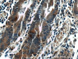LIPF Rabbit anti-Human, Polyclonal, Proteintech 150 &mu;L; Unconjugated:Antibodies,