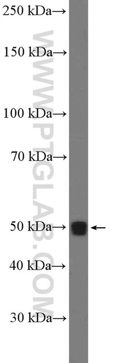 LIPF Rabbit anti-Human, Polyclonal, Proteintech 150 &mu;L; Unconjugated:Antibodies,