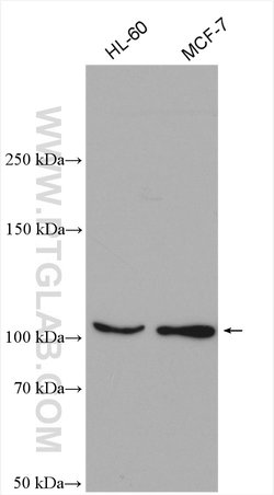 TRPC5 Rabbit anti-Human, Mouse, Polyclonal, Proteintech:Antibodies:Primary