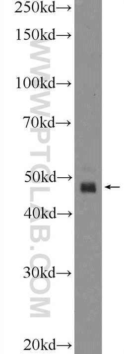 GABRR1 Rabbit anti-Human, Mouse, Polyclonal, Proteintech 150 &mu;L; Unconjugated:Antibodies,