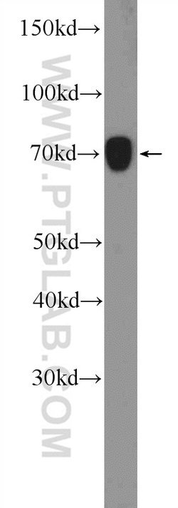 RRN3 Rabbit anti-Human, Mouse, Polyclonal, Proteintech 150 &mu;L; Unconjugated:Antibodies,