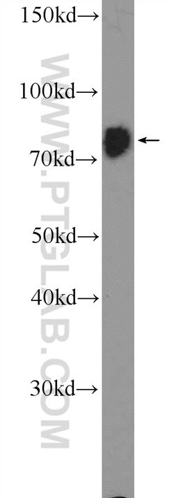 RRN3 Rabbit anti-Human, Mouse, Polyclonal, Proteintech 150 &mu;L; Unconjugated:Antibodies,
