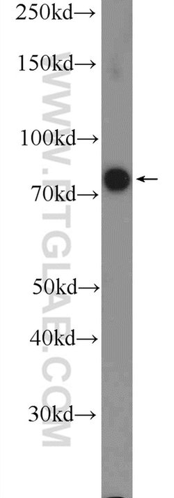 RRN3 Rabbit anti-Human, Mouse, Polyclonal, Proteintech 150 &mu;L; Unconjugated:Antibodies,