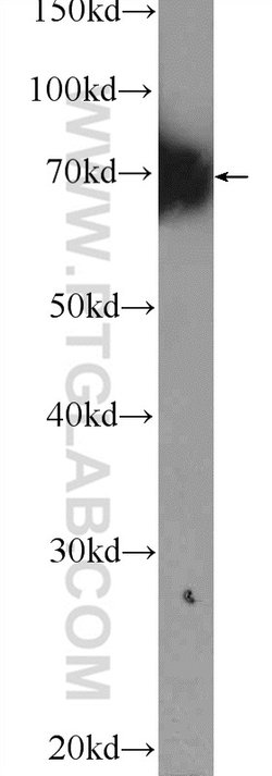 RRN3 Rabbit anti-Human, Mouse, Polyclonal, Proteintech 150 &mu;L; Unconjugated:Antibodies,