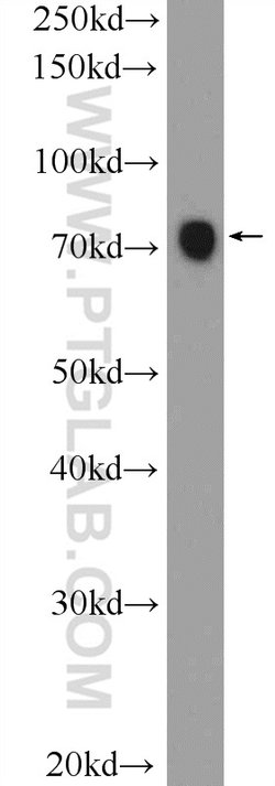 RRN3 Rabbit anti-Human, Mouse, Polyclonal, Proteintech 150 &mu;L; Unconjugated:Antibodies,