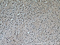 PCP4L1 Rabbit anti-Human, Mouse, Rat, Polyclonal, Proteintech:Antibodies:Primary