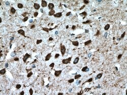 PCP4L1 Rabbit anti-Human, Mouse, Rat, Polyclonal, Proteintech:Antibodies:Primary
